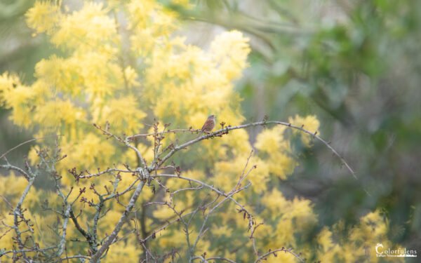 Oiseau accenteur sur un arrière-plan flou de fleurs jaunes, créant une scène printanière artistique.
