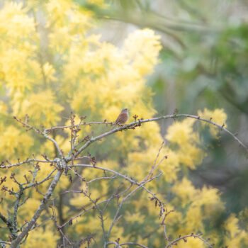 Oiseau accenteur sur un arrière-plan flou de fleurs jaunes, créant une scène printanière artistique.