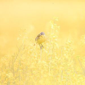 Une bergeonnette se repose délicatement sur une tige au cœur d'un champ de colza éclatant de jaune, évoquant la douceur et la sérénité du printemps en pleine floraison.