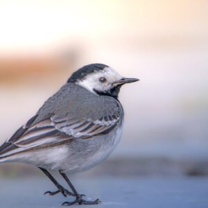 Photographie artistique d'une Bergeronnette grise capturée de profil, contrastant avec un arrière-plan flou aux couleurs pastelles.