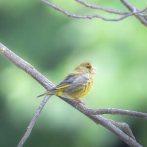 Un bruant jaune chante dans la nature verdoyante, captivant avec son plumage vibrant et paisible.