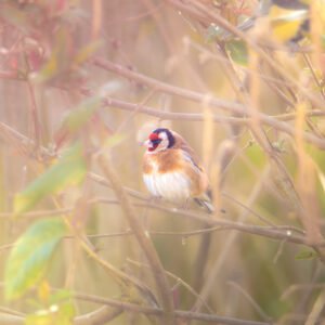 Chardonneret élégant reposant dans un buisson à la douce lumière du matin, photo capture l'harmonie naturelle.