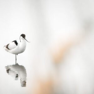Une avocette gracieuse se détache dans un cadre minimaliste, accentué par la simplicité de l'eau calme qui reflète sa silhouette élégante.