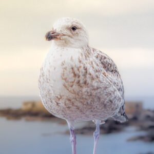 Mouette grise posée au bord de l'eau, entourée de rochers et d'une petite île, capturant l'essence tranquille de la vie maritime.