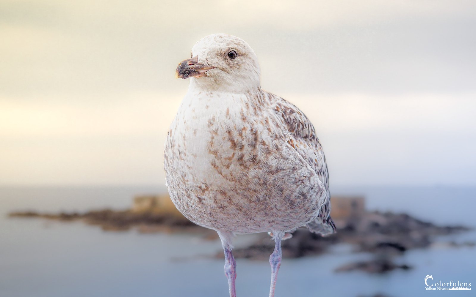 Mouette grise posée au bord de l'eau, entourée de rochers et d'une petite île, capturant l'essence tranquille de la vie maritime.