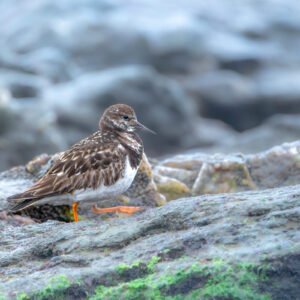 Un tournepierre à collier immobile sur un rocher verdoyant, montrant sa capacité d'adaptation dans un écosystème côtier riche en biodiversité.