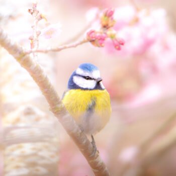 Une mésange bleue repose élégamment sur une branche d'arbre en fleurs, créant une scène printanière captivante et colorée.