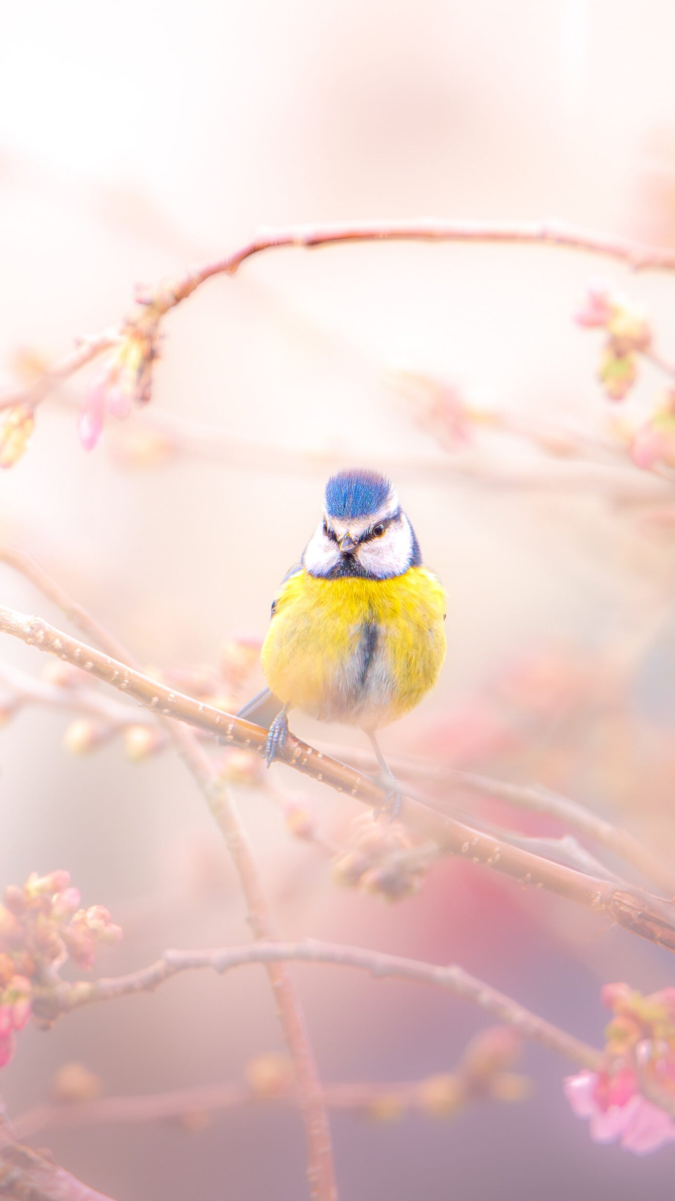 Mésange bleue posée sur une brindille parmi les fleurs éclatantes de printemps, illustrant la douceur et le renouveau naturel.