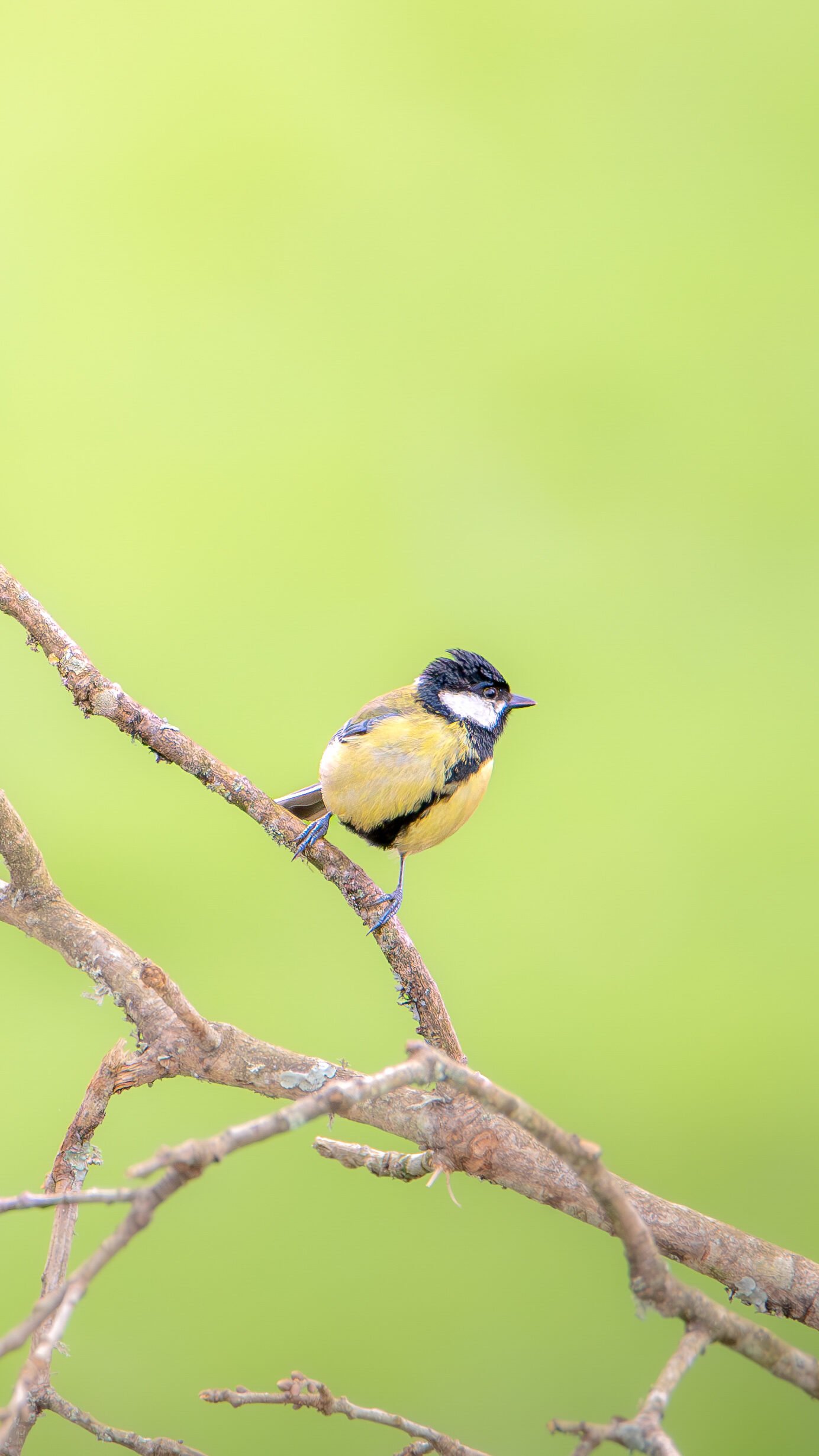 Mésange charbonnière aux couleurs vives sur une branche, sur fond vert flouté