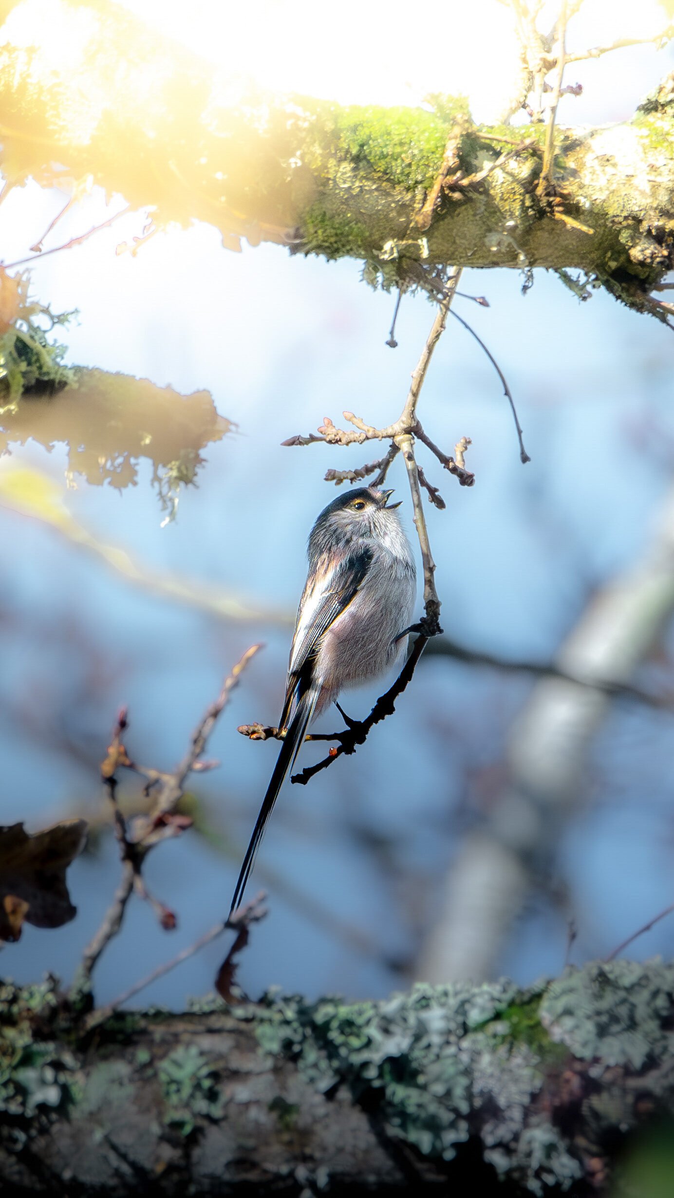 Mésange gracieuse sur branche ensoleillée, entourée de lumière naturelle dans une forêt. Rayons filtrant à travers le feuillage, soulignant sa silhouette délicate.