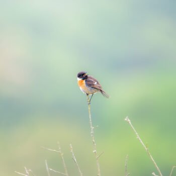 Un oiseau aux plumes colorées perché sur une branche fine se détache nettement d'un arrière-plan verdoyant et flouté, capturant la beauté éphémère de la nature sauvage.
