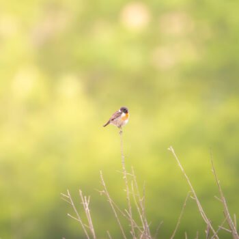 Un oiseau perché sur une branche, entouré de teintes vertes floutées, symbolise la paix et la contemplation.