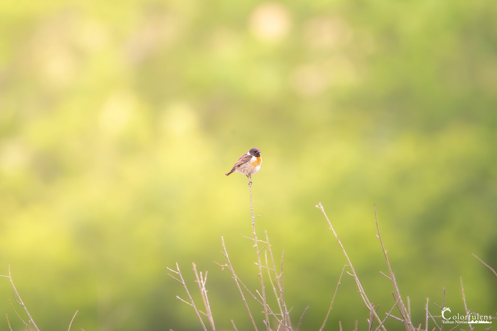 Un oiseau perché sur une branche, entouré de teintes vertes floutées, symbolise la paix et la contemplation.