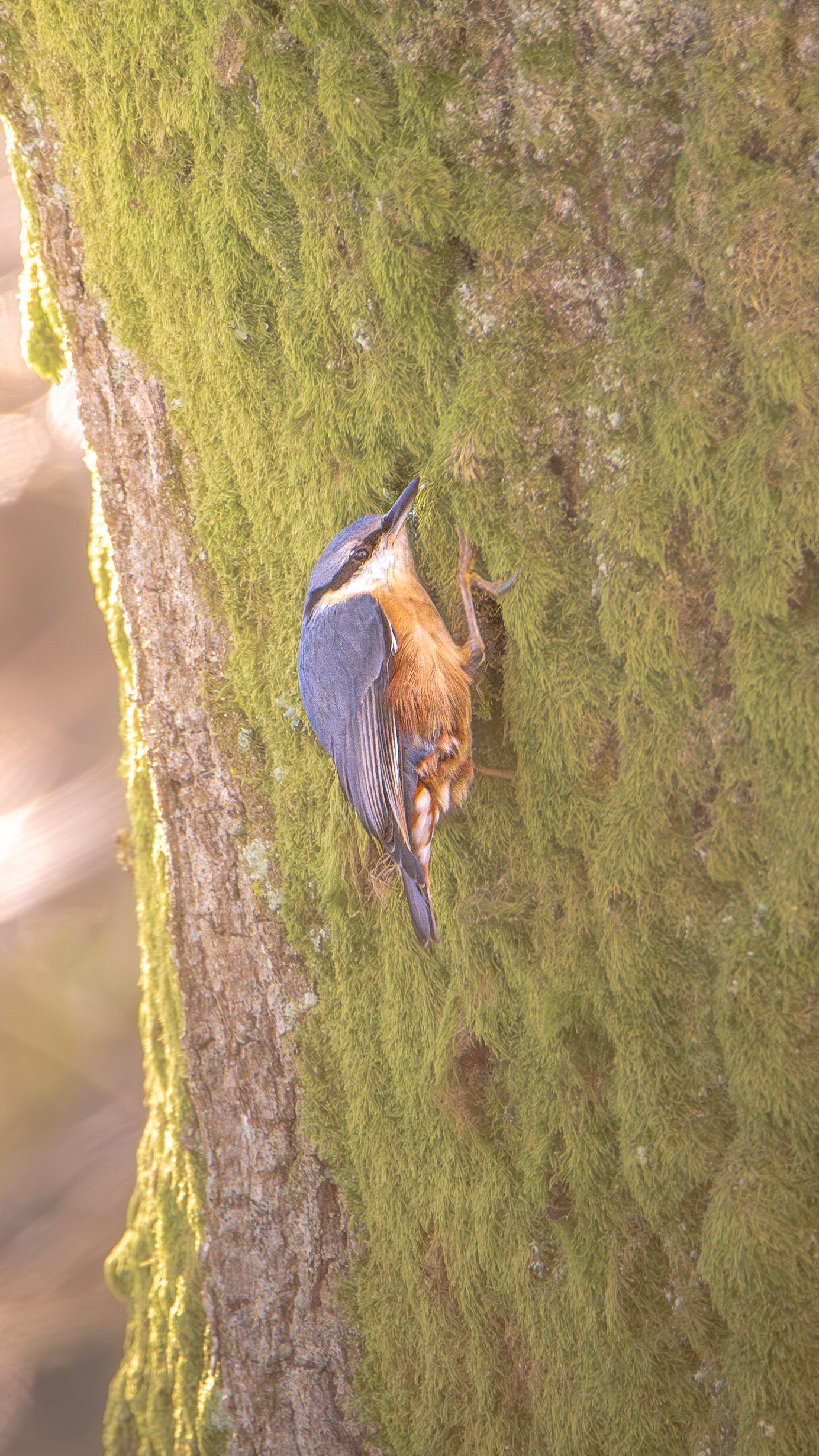 Une sittelle forestière est perchée sur un tronc couvert de mousse, baigné d'une douce lumière naturelle, soulignant la beauté tranquille de la vie sauvage.