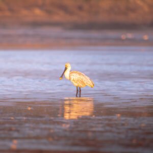 Une spatule rose se reflète dans l'eau calme au lever du soleil, créant une image symétrique dans une lumière douce.