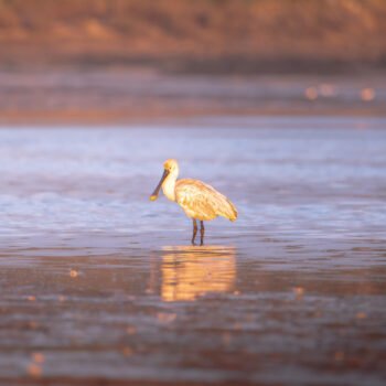 Une spatule rose se reflète dans l'eau calme au lever du soleil, créant une image symétrique dans une lumière douce.