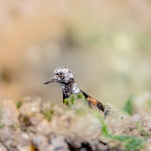 Un tournepierre à collier est perché sur un amas rocheux, son plumage se fondant parfaitement avec les pierres environnantes.