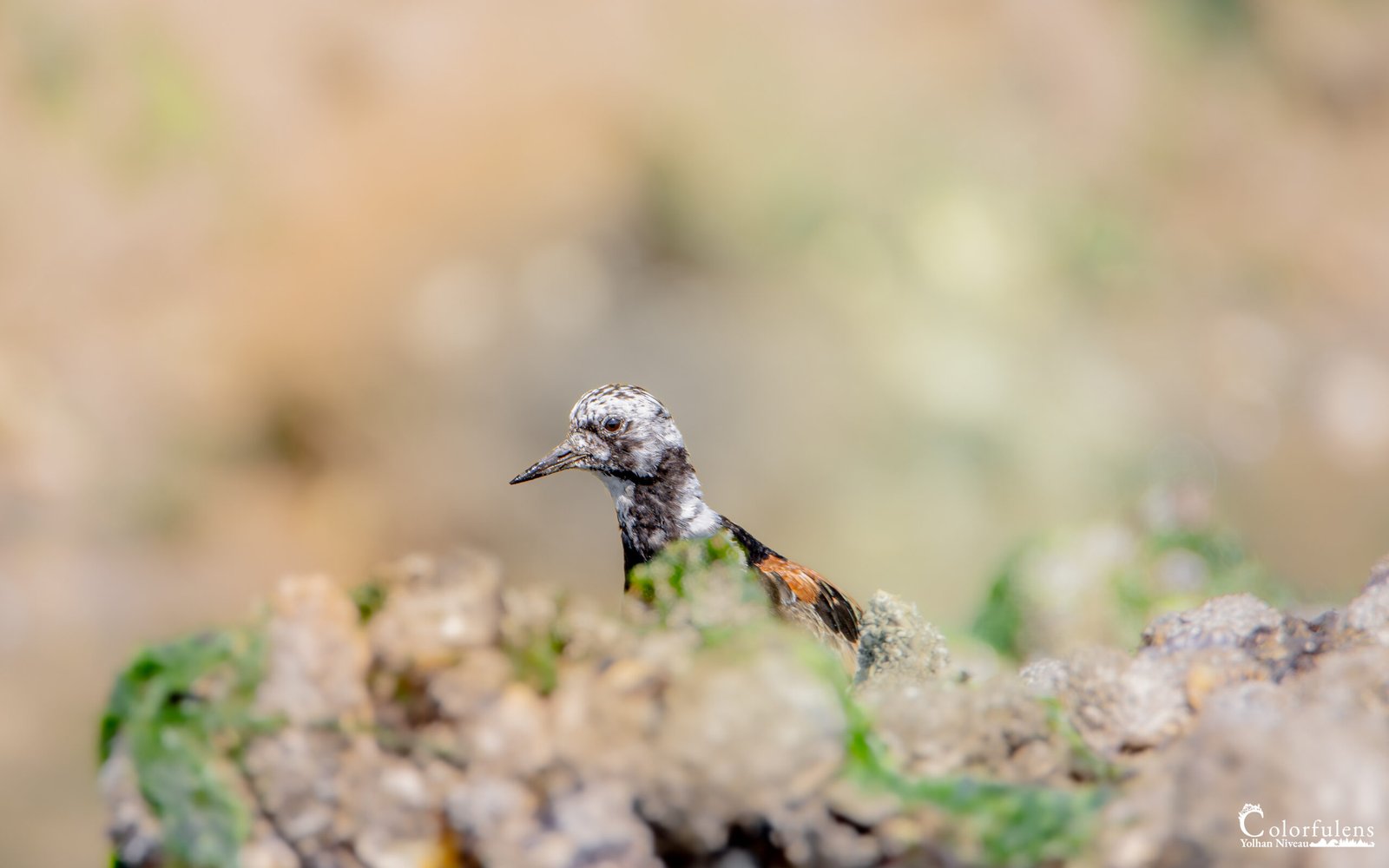 Un tournepierre à collier est perché sur un amas rocheux, son plumage se fondant parfaitement avec les pierres environnantes.