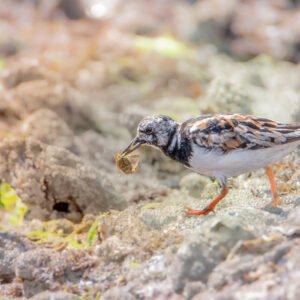 Oiseau tournepierre à collier inspectant un littoral en quête de nourriture parmi les rochers, symbole de survie et adaptation dans la nature marine.