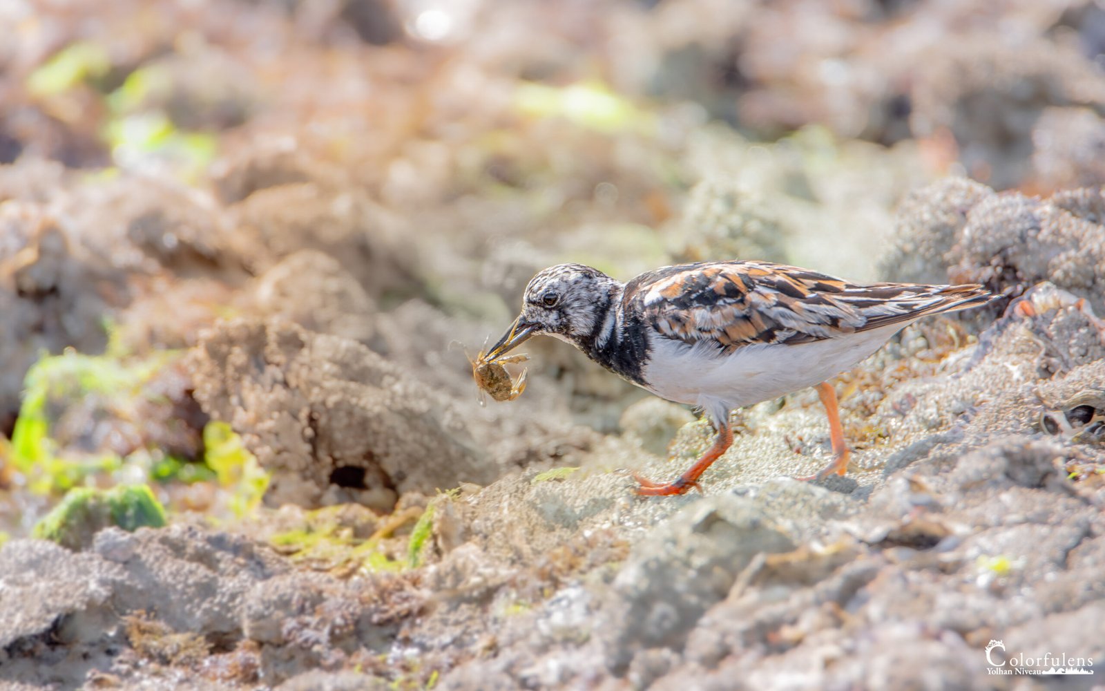 Oiseau tournepierre à collier inspectant un littoral en quête de nourriture parmi les rochers, symbole de survie et adaptation dans la nature marine.