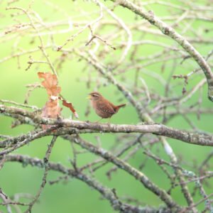 Image d'un troglodyte mignon chantant, perché sur une branche dans un environnement verdoyant, illustrant la beauté sereine de la nature.