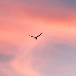 Silhouette élégante d'un oiseau volant dans un ciel rose, symbolisant la liberté et la quiétude sous les teintes apaisantes du crépuscule.