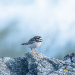 Scène paisible de grands gravelots se reposant sur un rocher moussu au bord de la mer, capturant l'équilibre fragile de la nature.