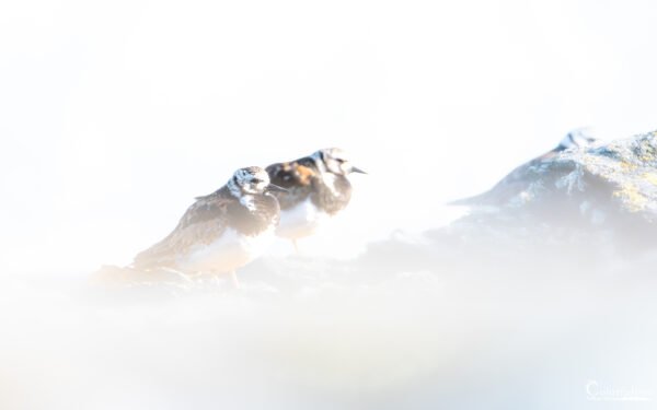 Deux tournepierres à collier posés sur des rochers dans la brume matinale, incarnant la sérénité et la beauté de la faune sauvage.