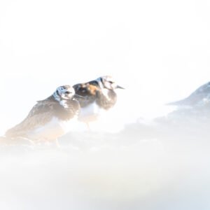 Deux tournepierres à collier posés sur des rochers dans la brume matinale, incarnant la sérénité et la beauté de la faune sauvage.