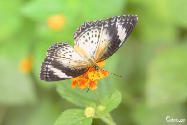 Majestueux papillon noir et blanc posé sur une fleur orangée épanouie, capturé en pleine floraison.