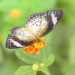 Majestueux papillon noir et blanc posé sur une fleur orangée épanouie, capturé en pleine floraison.