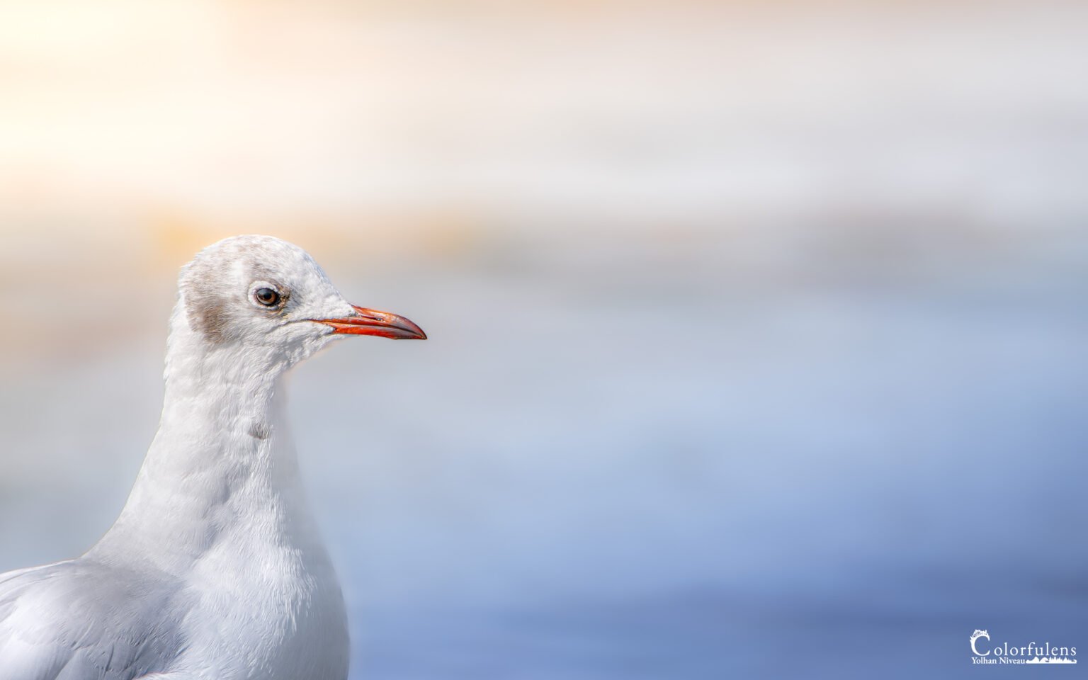 Une mouette rieuse capturée dans un cadre apaisant, avec un flou artistique qui sublime une atmosphère sereine et poétique, mettant en valeur sa grâce naturelle.