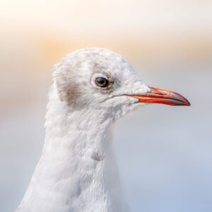 Une mouette rieuse capturée dans un cadre apaisant, avec un flou artistique qui sublime une atmosphère sereine et poétique, mettant en valeur sa grâce naturelle.