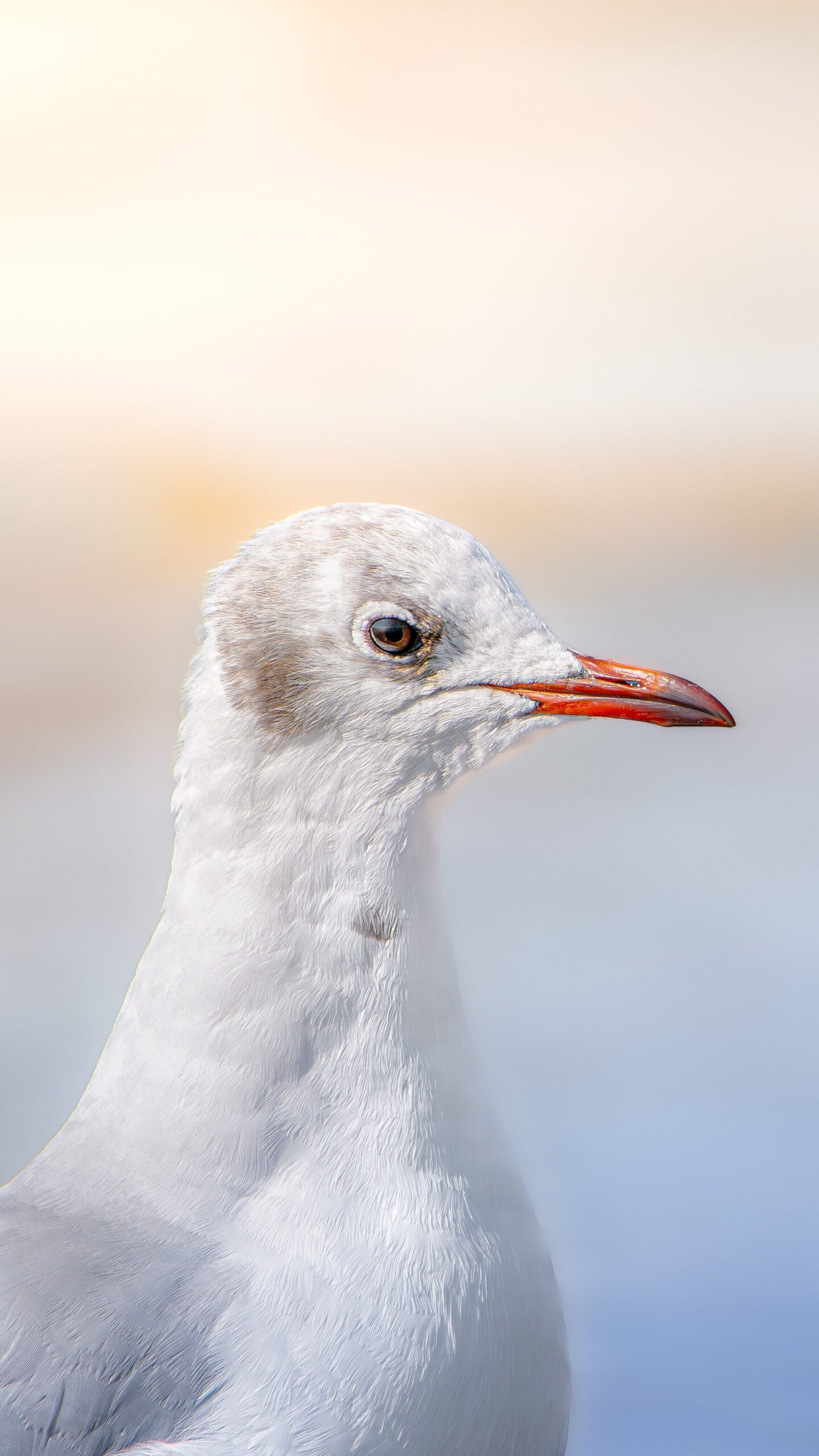 Une mouette rieuse capturée dans un cadre apaisant, avec un flou artistique qui sublime une atmosphère sereine et poétique, mettant en valeur sa grâce naturelle.