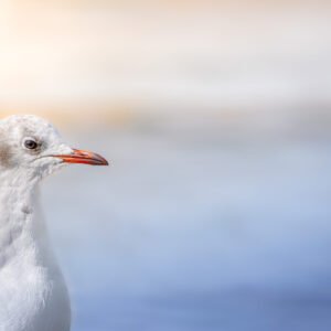 Une mouette rieuse capturée dans un cadre apaisant, avec un flou artistique qui sublime une atmosphère sereine et poétique, mettant en valeur sa grâce naturelle.