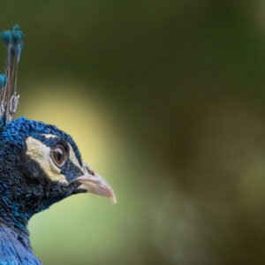 Un portrait saisissant d'un paon dans toute son élégance, avec un accent sur la richesse de son plumage bleu et la grâce qu'il émane.
