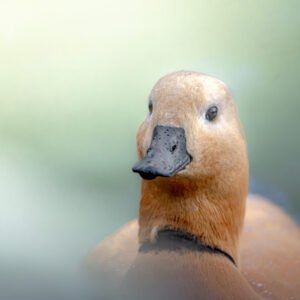 Ce portrait intime du Tadorne Casarca montre l'harmonie des couleurs et des textures plumageuses avec des gouttelettes d'eau, reflétant sa beauté sauvage et naturelle.