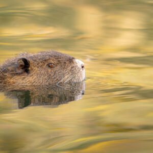 Un ragondin nage tranquillement dans des eaux aux reflets dorés, entouré d'une atmosphère paisible et mystique.
