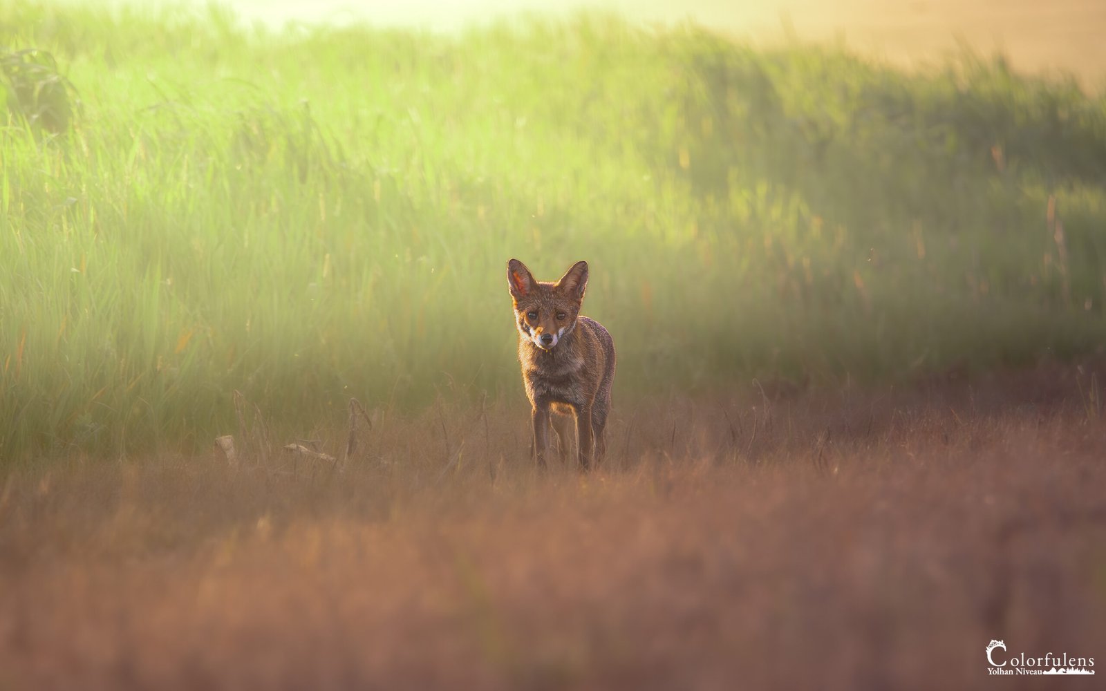 Un renard se tient dans un champ doré au lever du soleil, capturant un moment serein et majestueux de la nature sauvage.