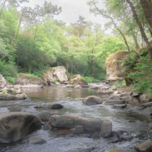 Une rivière sinueuse traversant une forêt dense, entourée de rochers couverts de mousse et d'une verdure luxuriante.