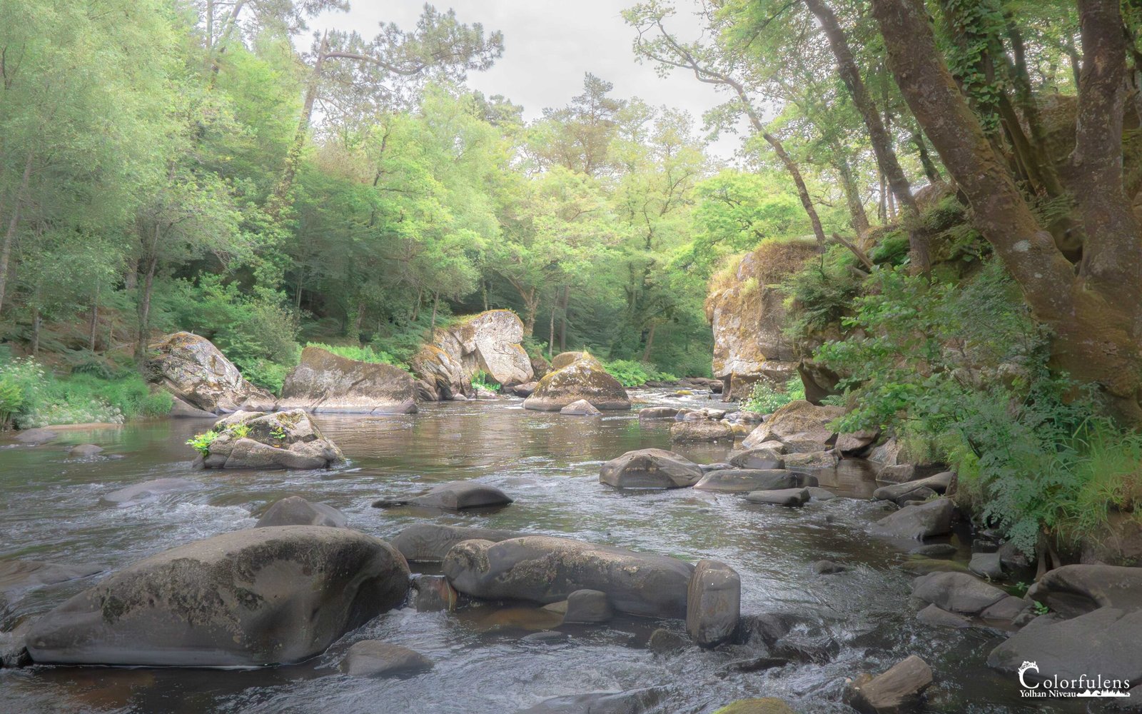Une rivière sinueuse traversant une forêt dense, entourée de rochers couverts de mousse et d'une verdure luxuriante.