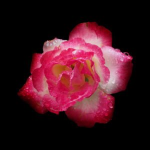 Rose bicolore éblouissante par la rosée nocturne, symbolisant élégance et mystère sous un fond obscur.