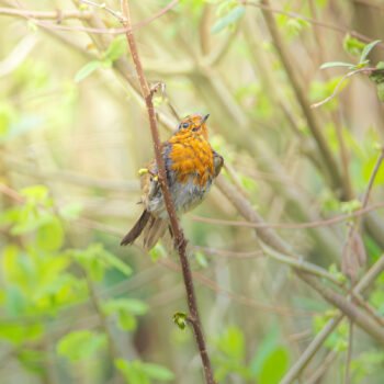 Un rougegorge vibrant pose au milieu de jeunes feuilles printanières, illustrant l'harmonie de la nature sauvage.