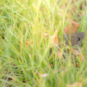 Une petite souris parfaitement camouflée parmi des herbes vertes, soulignant l'harmonie entre la faune et la flore, évoque la quiétude de la vie sauvage.