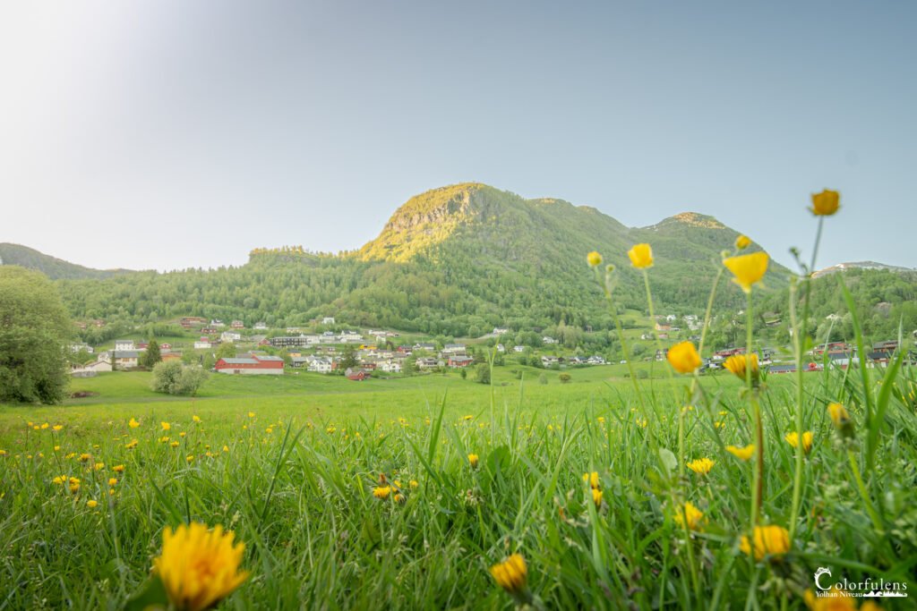 Village de Røldal au printemps avec fleurs sauvages jaunes, herbe verte et montagnes boisées en arrière-plan.