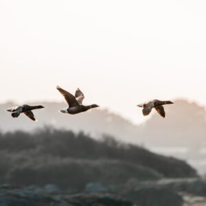 Trois bernaches en synchronisation parfaite s'élancent sous un ciel orangé, symbolisant liberté et nature sauvage.