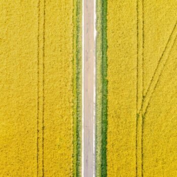 Vue aérienne captivante de champs de colza en fleurs offrant un contraste spectaculaire entre le jaune vif des plantations et la symétrie des routes traversantes dans le Centre-Val de Loire.