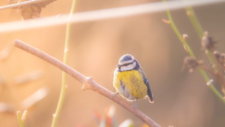 Les différentes mésanges en France : Comment les reconnaître et les différencier ?