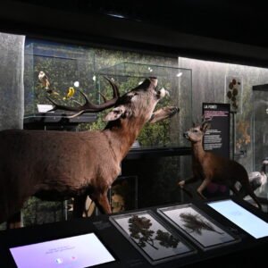 Photographie démonstrative de la différence de taille entre un cerf et un chevreuil. Photographie prise au musée d'Histoire Naturel d'Orléans