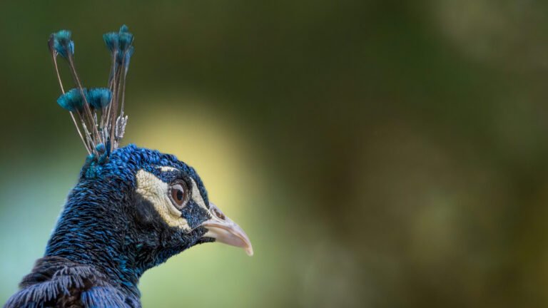 Techniques modernes en photographie animalière : L&rsquo;évolution des équipements et des techniques